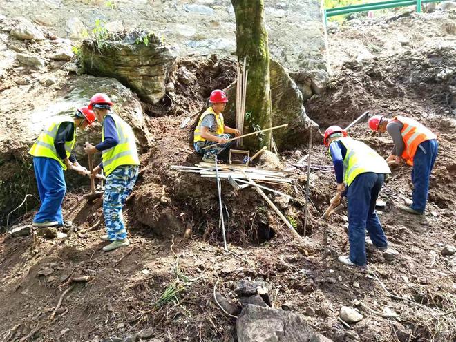 湖北堵河源就地迁移10棵古树