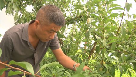 酉阳青山村：蜜脆李即将上市，预计产量10万斤，“线上＋线下”拓宽销售渠道